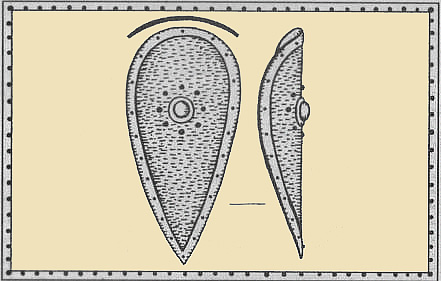 Миндалевидный щит и вид его сбоку. XI – начало XIII века